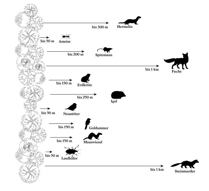 Ried Master Plan, Niederwangen
